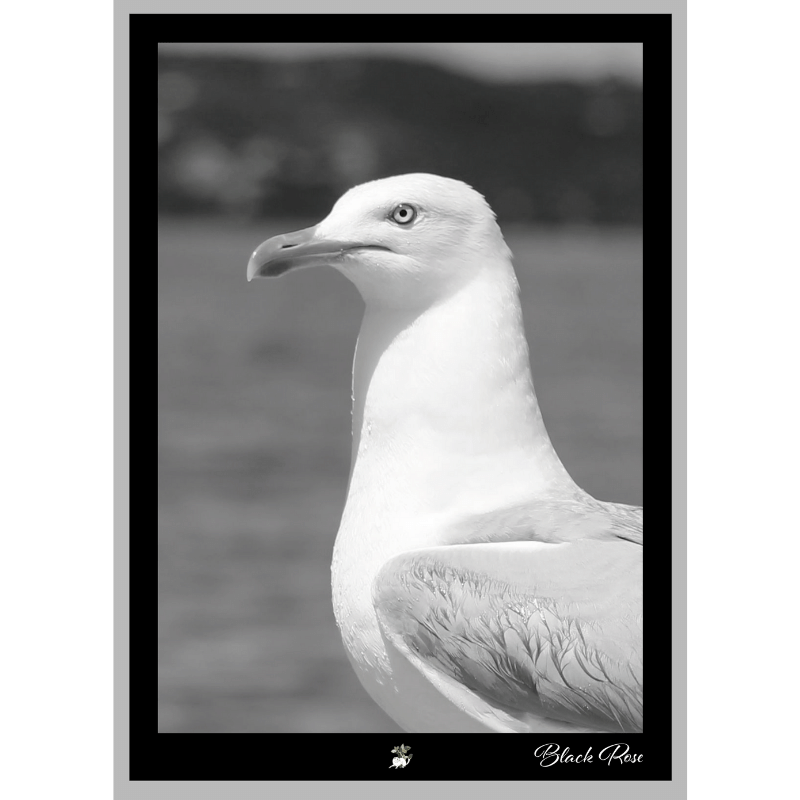 Goéland photo 159 - Poster Noir et blanc