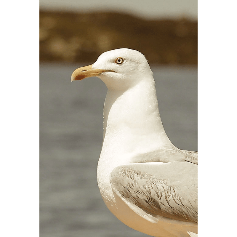 Goéland photo 159 - Poster couleur