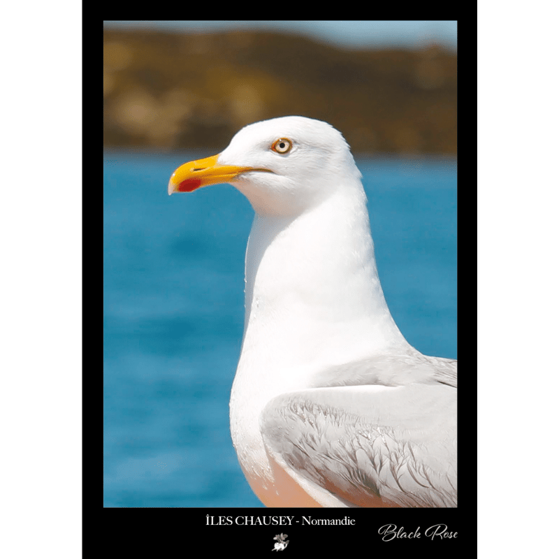 Goeland-photo-159-couleur