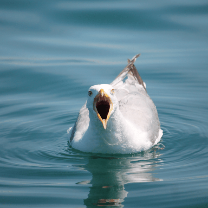 Photo principale - Goéland-photo-157