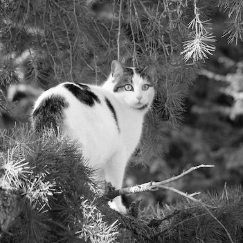 Photo principale - chat photo 161