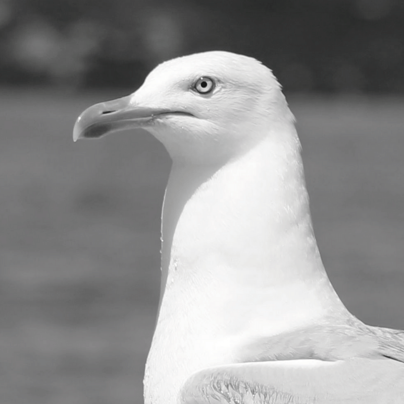 Photo principale - goeland 159