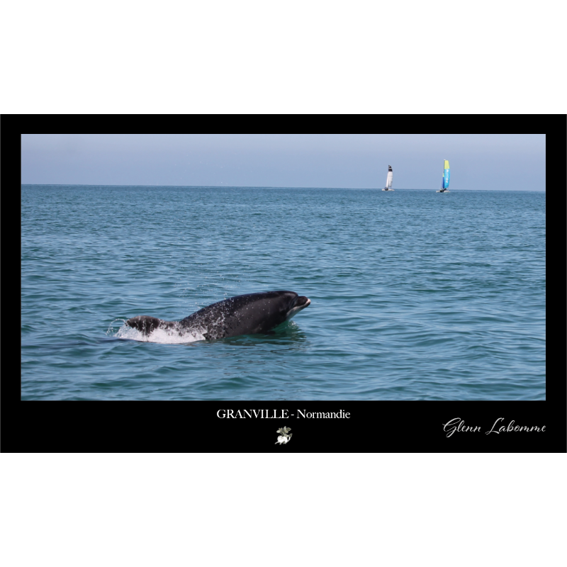 Ensemble photo - 21 x 30cm - Dauphin-photo-172