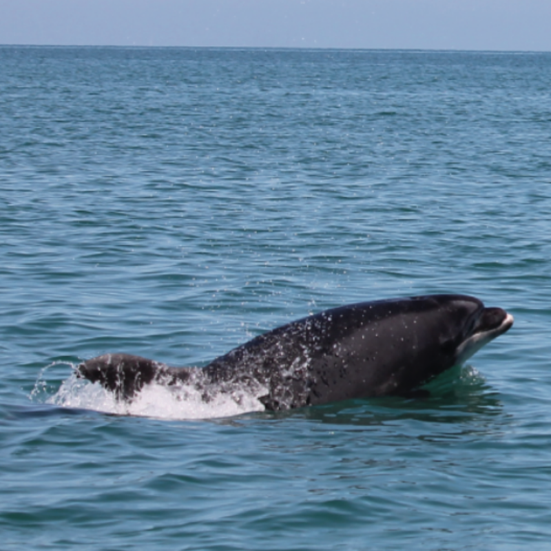 Photo principale - Dauphin-photo-172